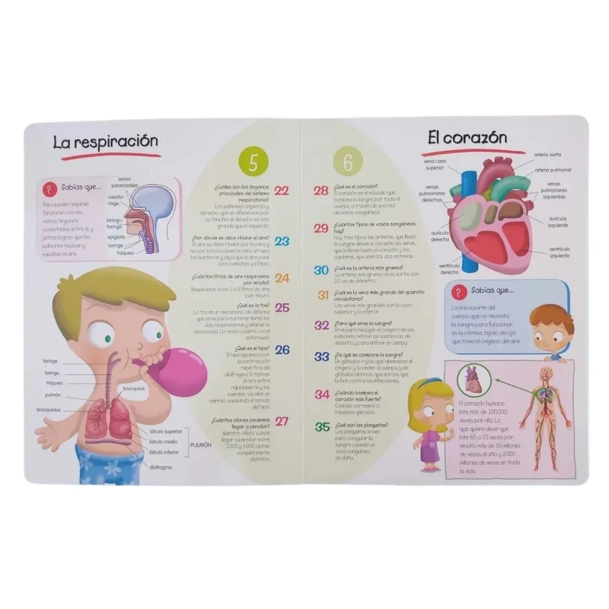 Libro 100 Preguntas y Respuestas - El Cuerpo Humano