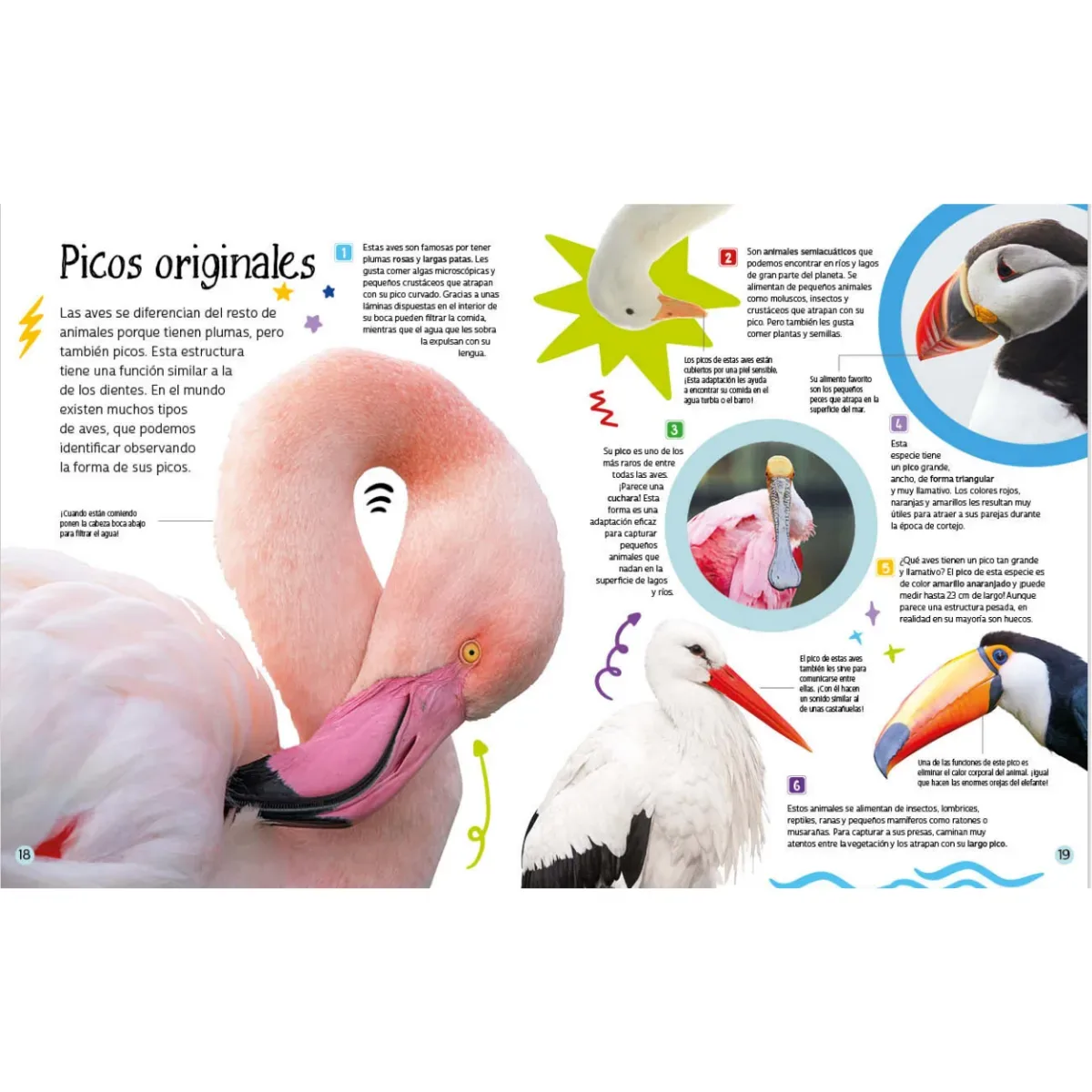 Libro Descubre el Reino Animal