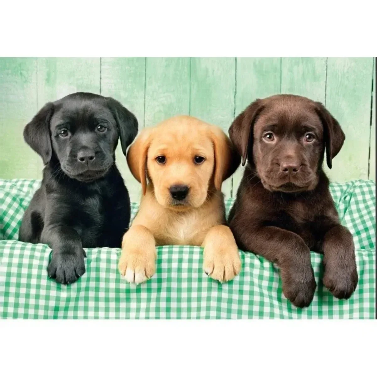 Puzzle Clementoni 1000 piezas - Tres Labradores