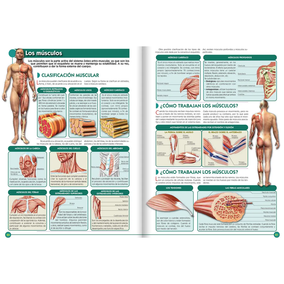 Libro Atlas Visual del Cuerpo Humano
