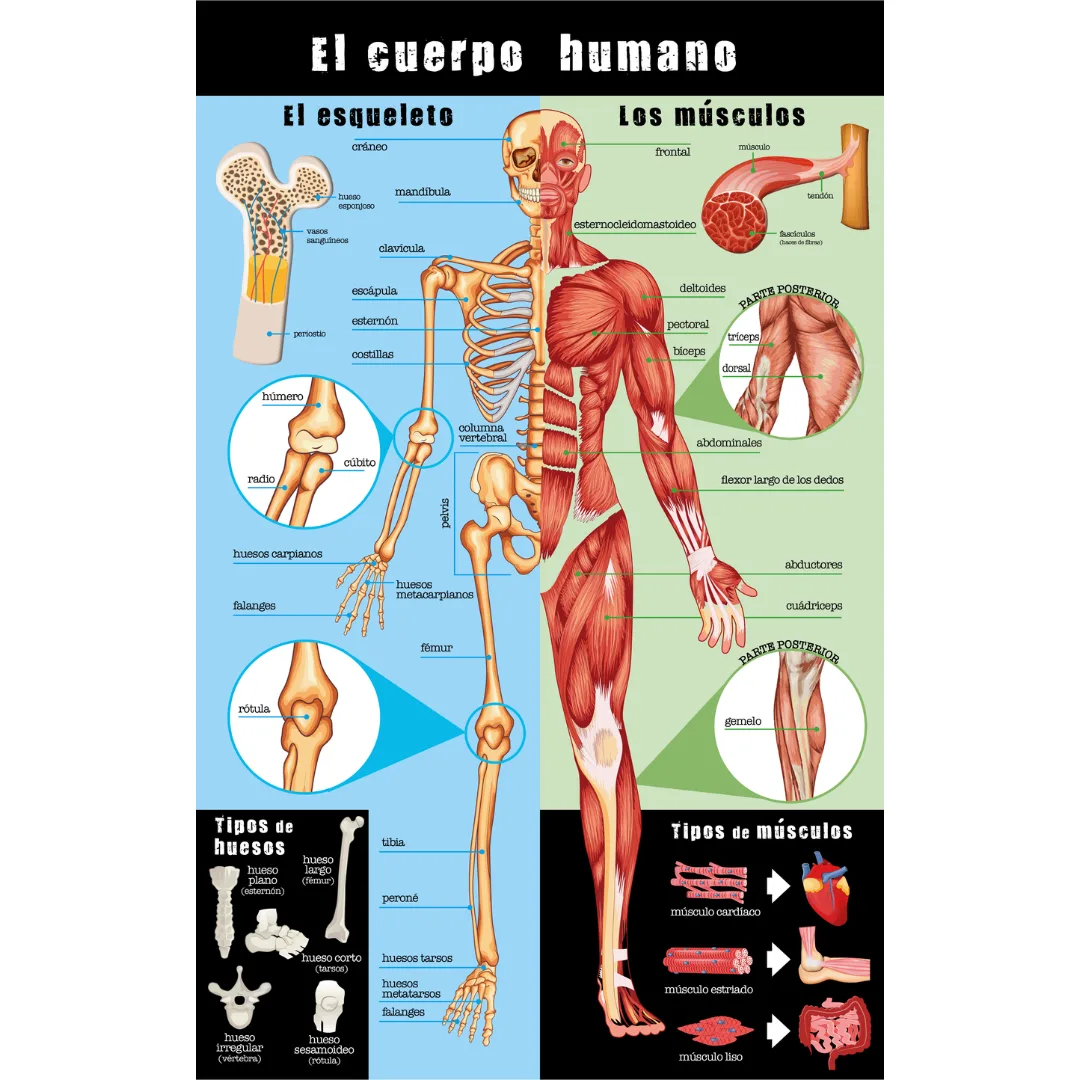 Libro Guia del Cuerpo Humano