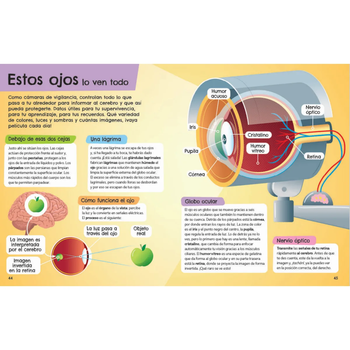 Libro Recorre el Cuerpo Humano 4