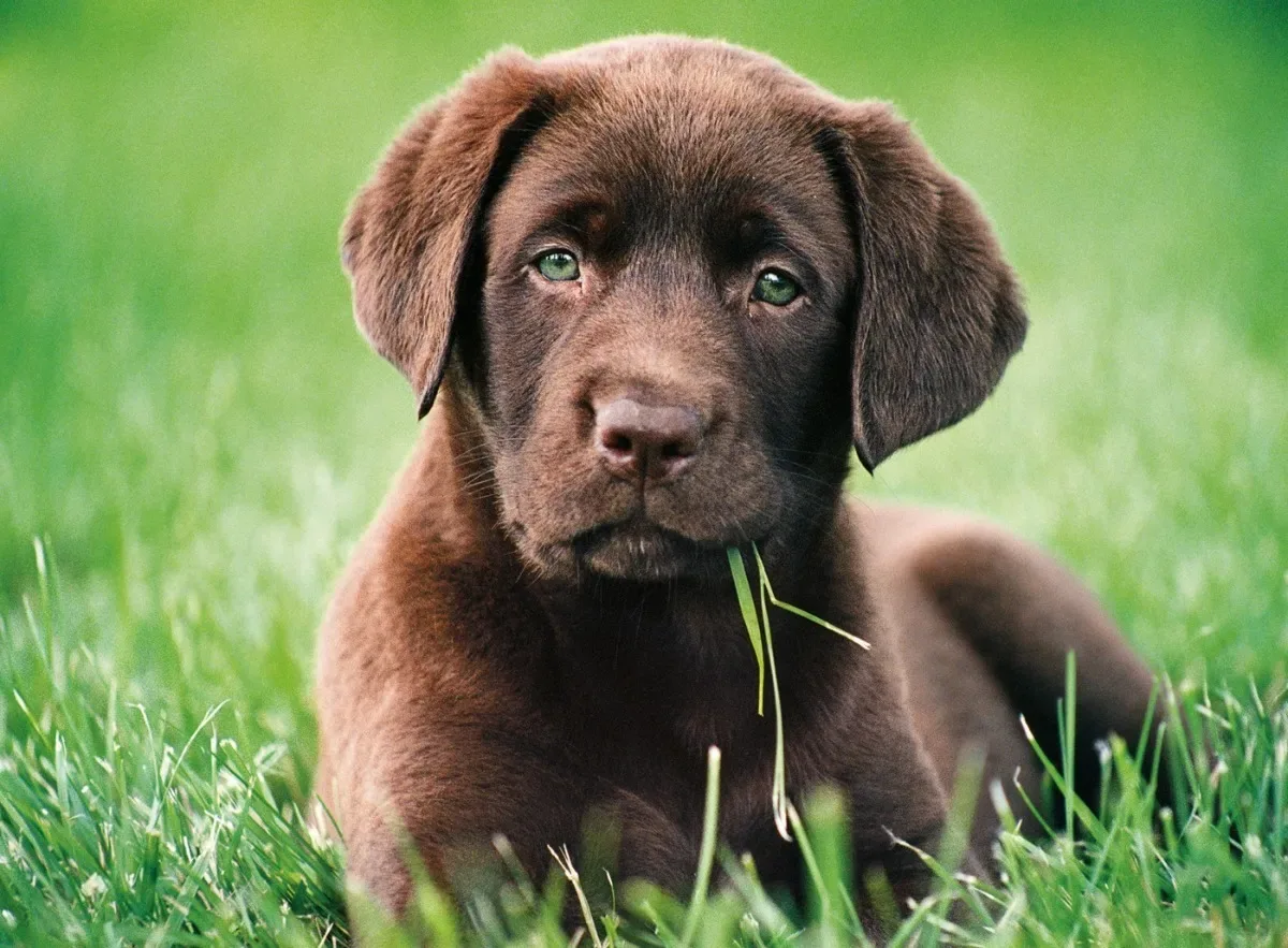 Puzzle 500 Piezas Clementoni Chocolate Puppy