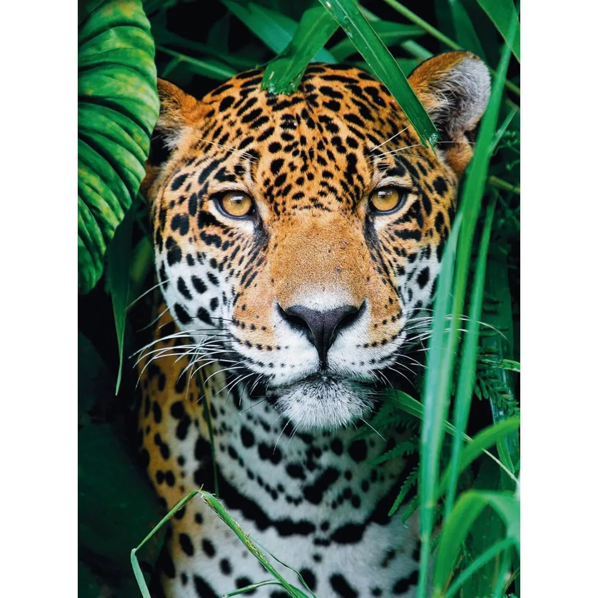 Puzzle 500 Piezas Clementoni - Jaguar