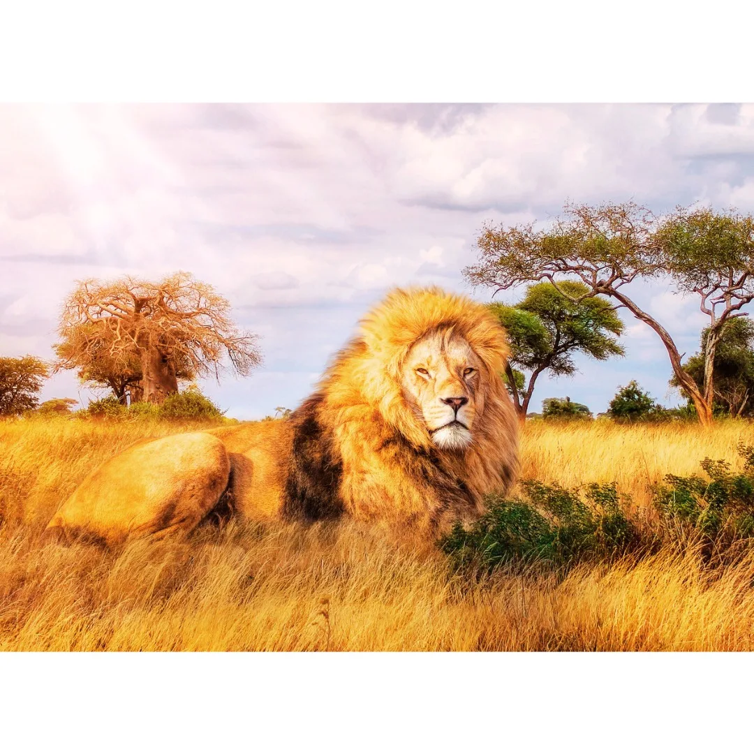 Puzzle Clementoni 1000 piezas - Leon The King
