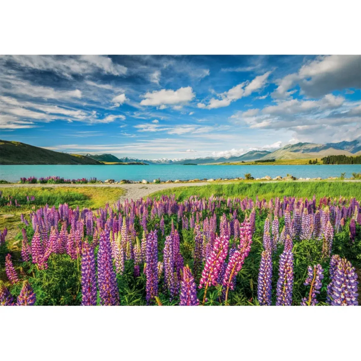 Puzzle Clementoni 1500 piezas - Lupinos en el Lago Tekapo