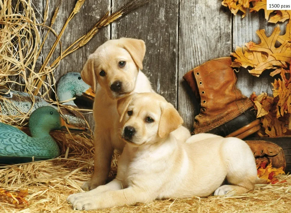 Puzzle Clementoni 1500 piezas - Perros