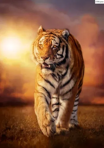 Puzzle Clementoni 1500 Piezas - Tigre