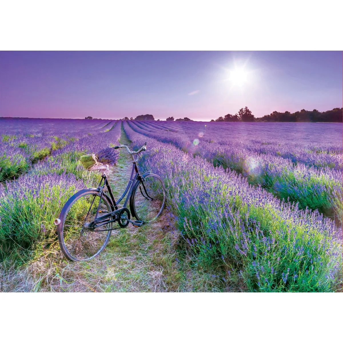 Puzzle Educa 1000 Piezas - Bicicleta en Campo de Lavanda