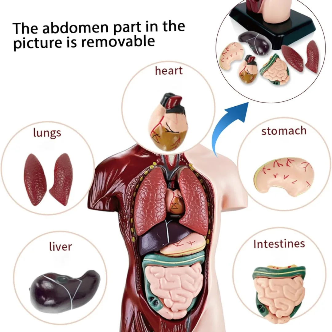 Torso Anatomia Humana