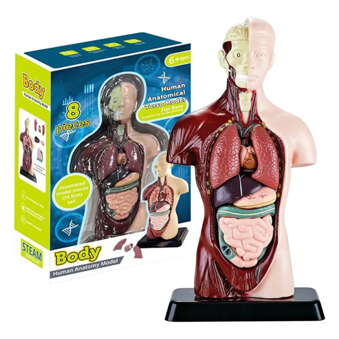 Torso Anatomia Humana