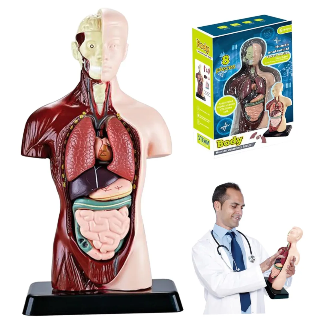 Torso Anatomia Humana 3