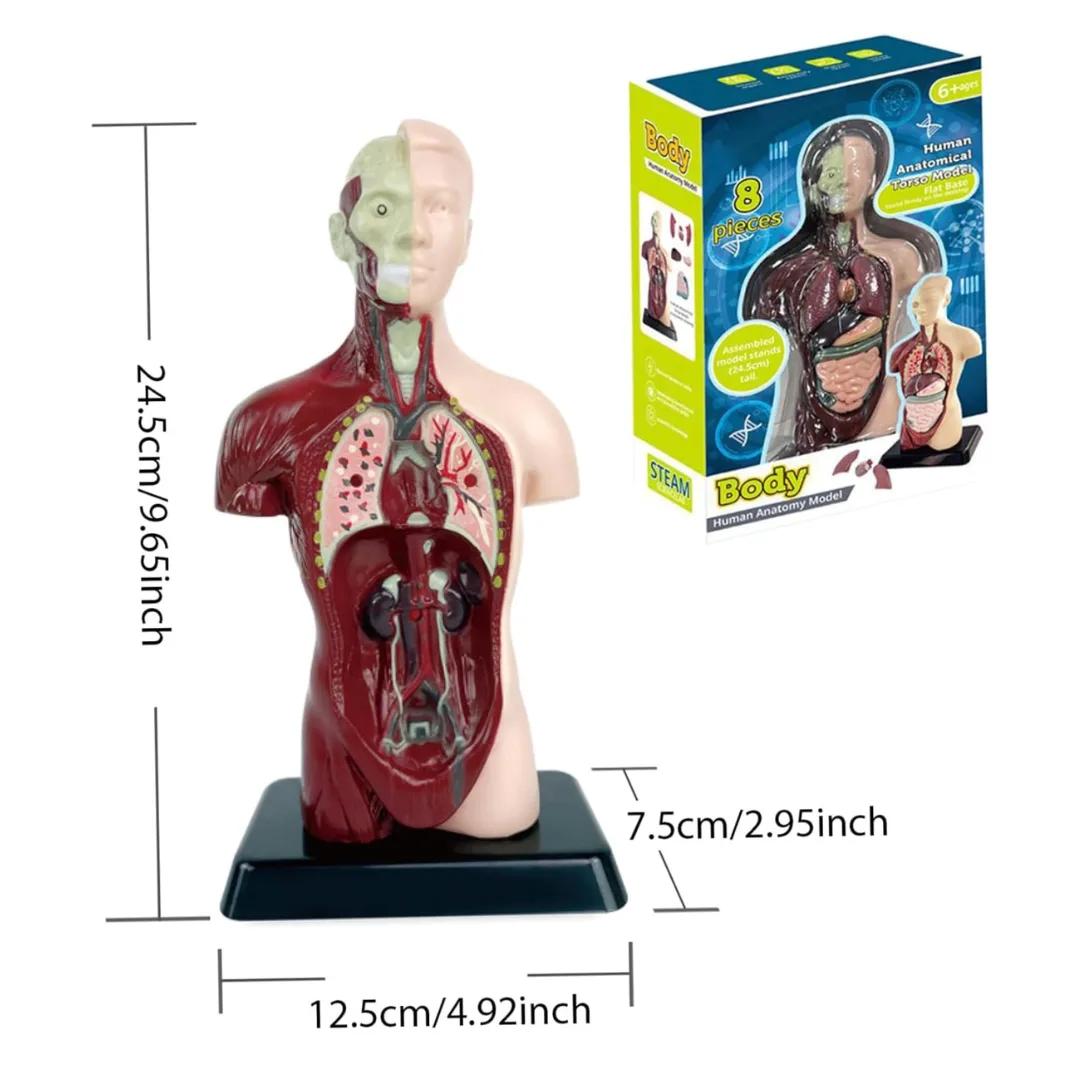 Torso Anatomia Humana 4